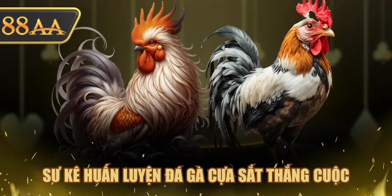 Sư kê huấn luyện đá gà cựa sắt Thắng Cuộc